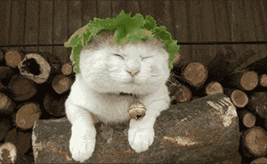 最低温|最低温降至5℃!河南雨雨雨+冷冷冷