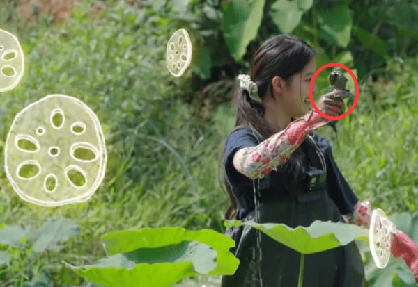  向往|《向往的生活》重大失误：何炅带头挖藕，为节目效果而糟蹋粮食