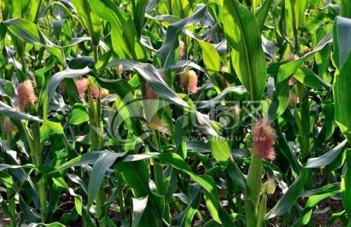  侦查|13年前奸害案告破！丹东警方公布案情