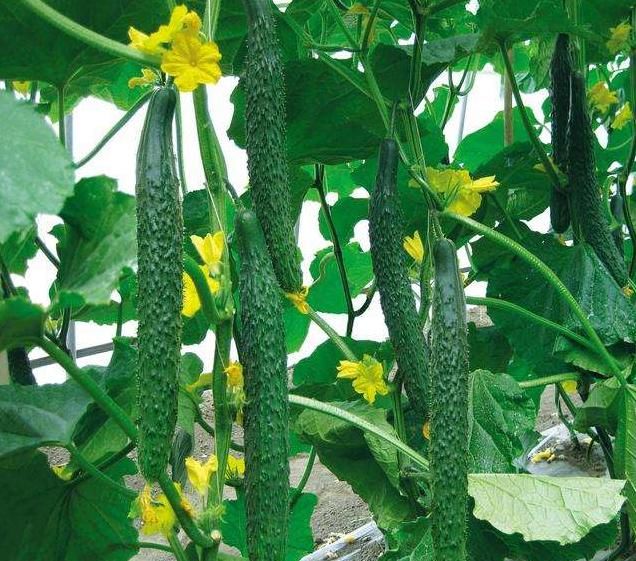  瓜一起食|黄瓜绿色健康营养丰富，吃黄瓜的几大禁忌，还不清楚要当心了！