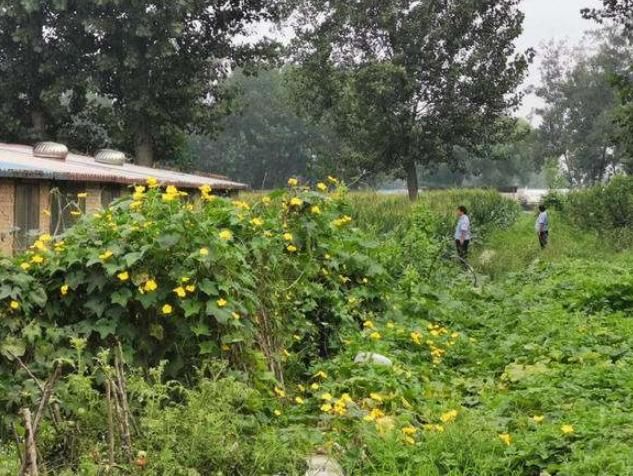 嫌疑人|送达文书时被袭,原阳法院工作人员被砸伤,嫌疑人潜逃一天后自首,