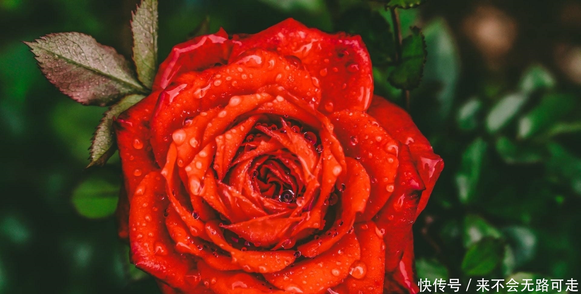 感情里|有一种深爱,叫成全