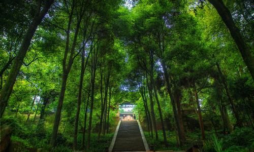  山地|原来青城山不仅有千年蛇妖白素贞，还有“最帅蝈蝈”—山地亚叶螽