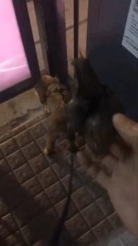  当成|洱海惊现外来物种，携带6000多条寄生虫，却被国人当成餐桌美味