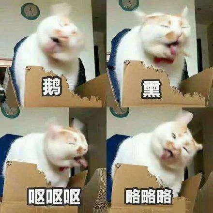  世界|啊，谁是世界上最蠢的贼？