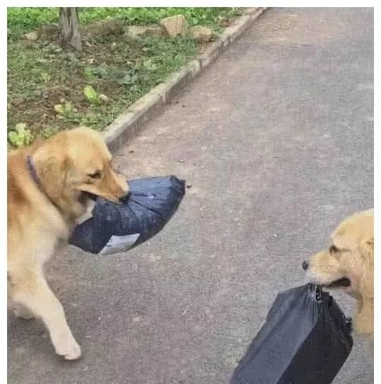  沦落|狗狗帮主人跑腿，在路口遇上“知音”，眼神：同是天涯沦落狗