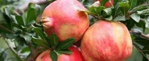 聪明|聪明的人都在吃4种食物,美容养颜、去除皱纹,好处多多