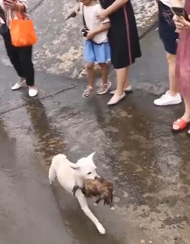  民警|流浪狗妈妈不顾民警阻拦，洪水中游百米救子，结局太催泪