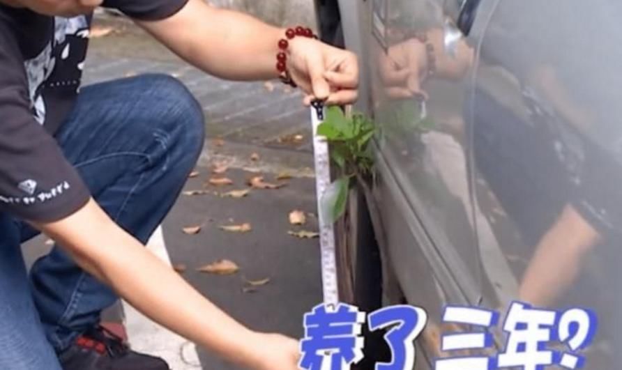  车主|车上长出小树苗，车主精心呵护3年：要像养孩子一样