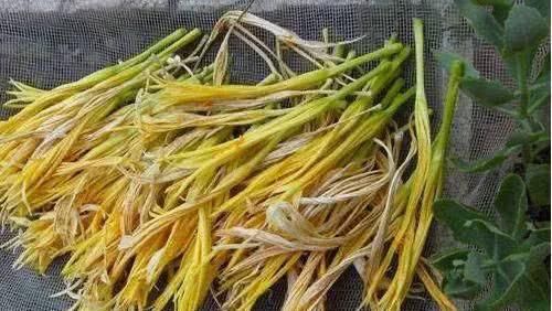 发芽|全球10大最毒“食材”，它们就藏在我们身边，你真的都知道吗？