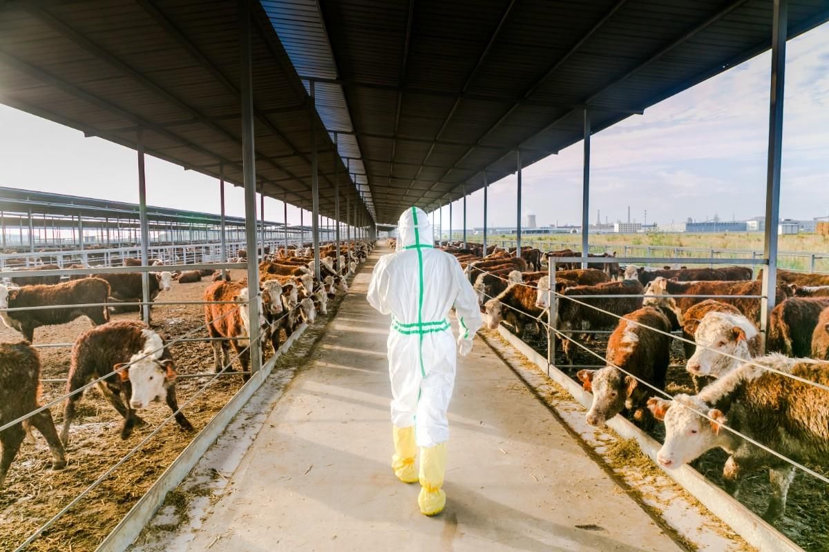 种牛|3984头进境种牛，顺利在曹妃甸海关完成45天隔离检疫