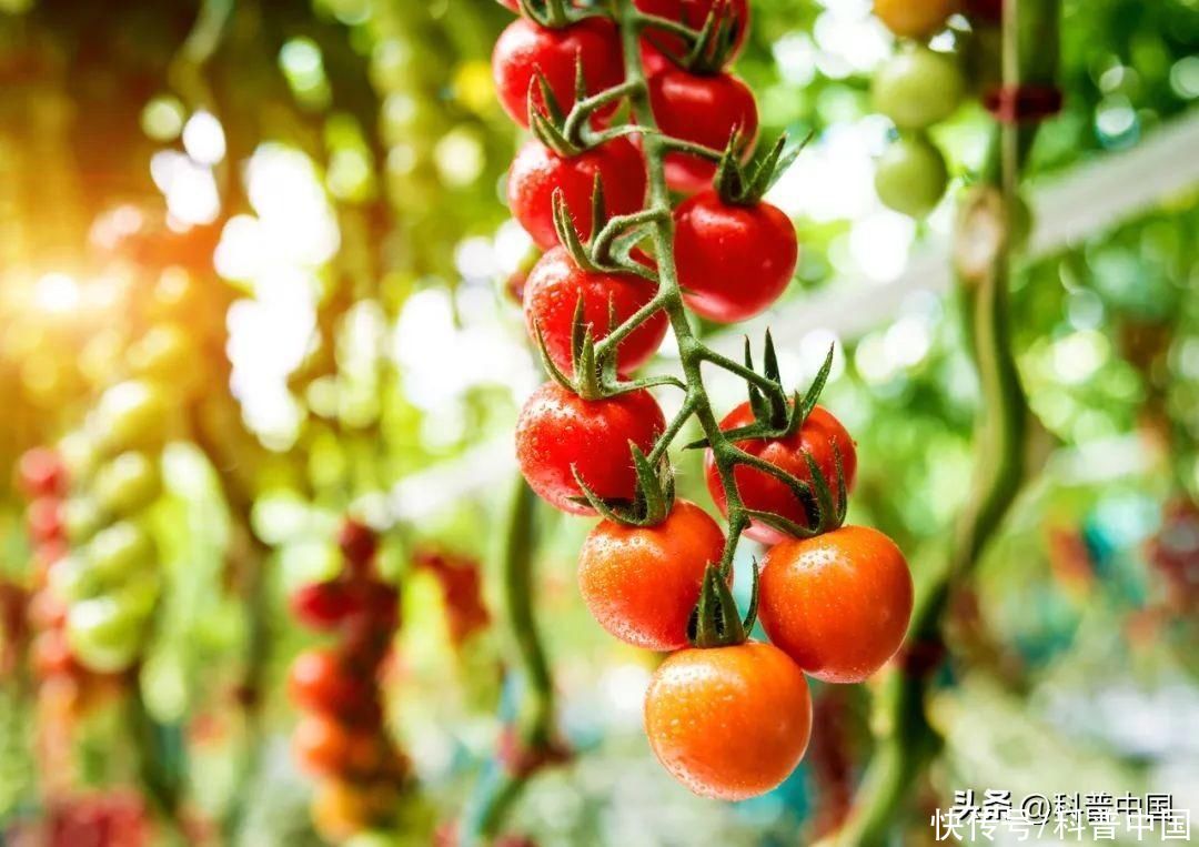 每天吃一个西红柿身体有什么变化(每天1个西红柿，身体会发生什么变化？)
