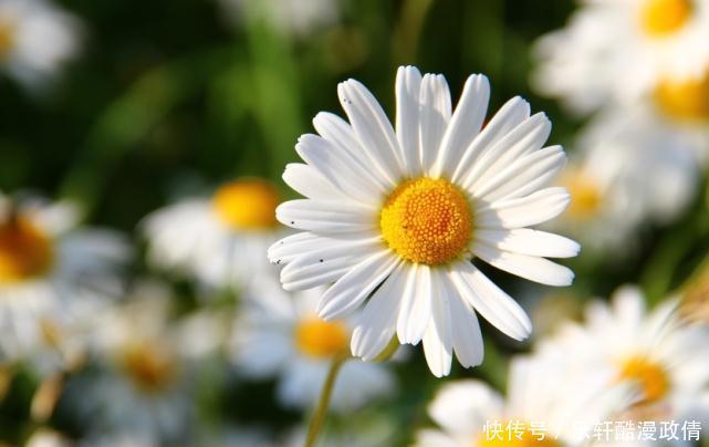 射手|十二星座自己都不愿意承认的事,射手爱现,天秤多疑,你呢