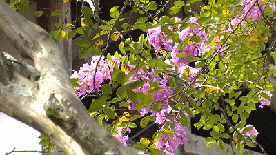 娇艳|这里两株百年紫薇娇艳绽放，快来赏花