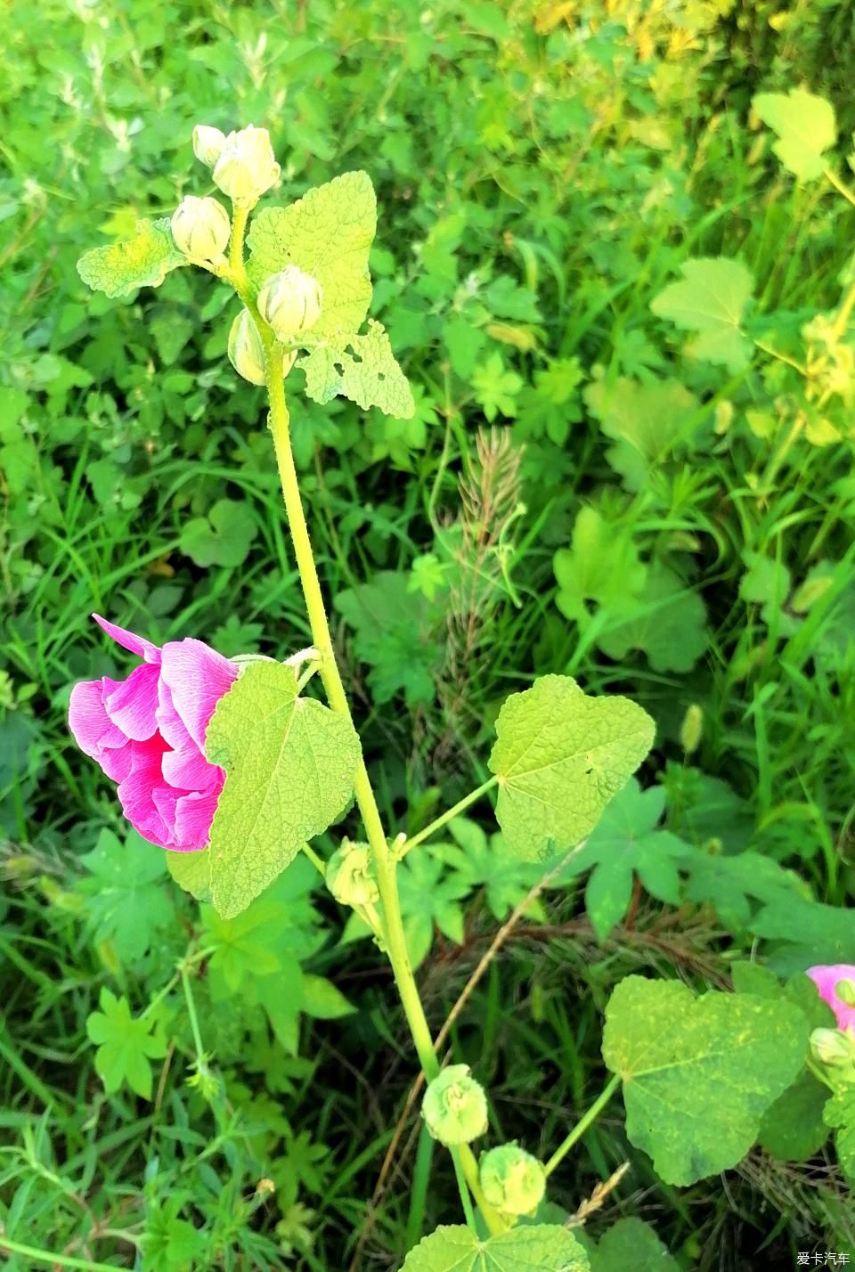 蜀葵|盛夏赏蜀葵，观花心情爽！