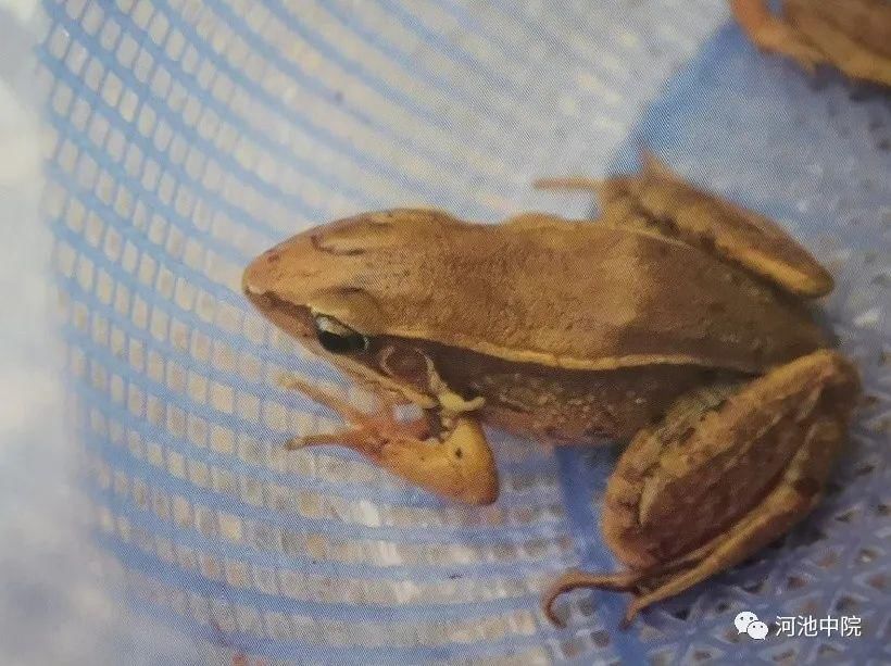  族自治区|说法 | 抓青蛙也犯法！环江4名男子抓了116只野生蛙被判刑