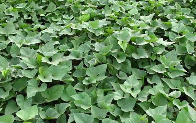  农村|过去农村喂猪的野菜，如今卖6块一斤，这种野菜，你喜欢不？