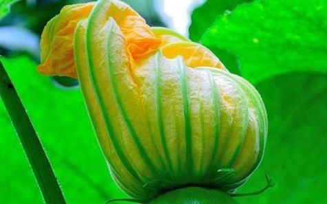  减肥|女人不想老太快，吃几种食物，减肥瘦身，延缓衰老，祛皱淡斑