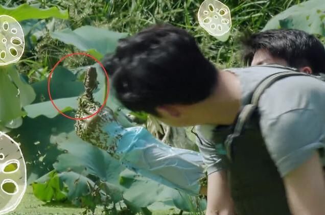 质疑|解气!《向往4》再被质疑作秀,官博直面舆论公开打脸