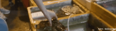  扇子|肖战周边鲸鱼小扇子爆火，一把扇子有什么值得抢的？原因在这里