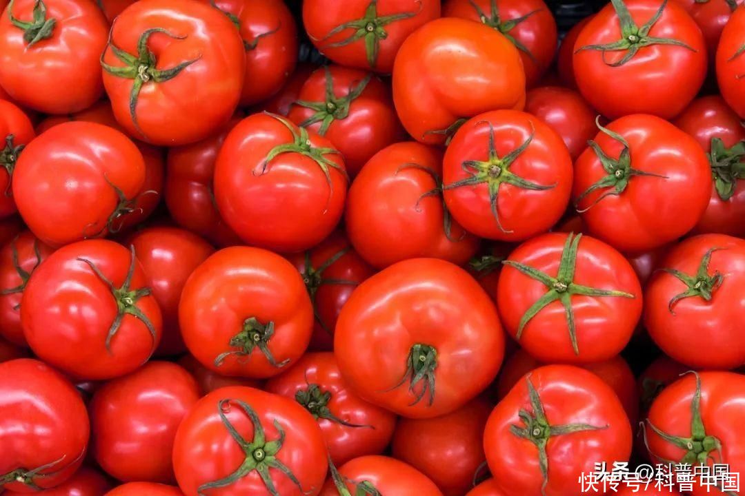 为什么现在西红柿越来越难吃(现在的西红柿为什么越来越难吃？原因终于找到了！)