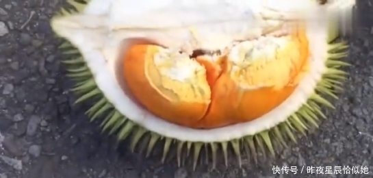 切开|男子捡到巴掌大的榴莲,用刀子切开榴莲掰开一看,高兴坏了