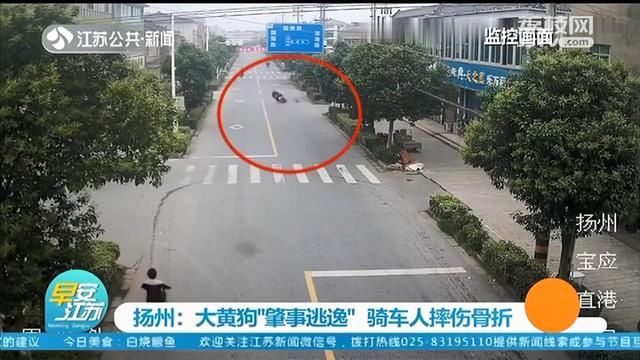  主人|大黄狗撞上电动车“肇事逃逸”，民警反复看监控找到狗主人