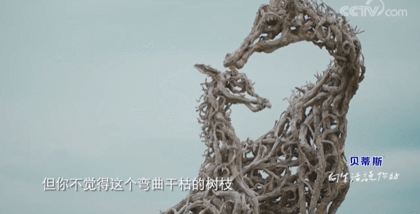  生活|这档被埋没的神仙综艺，值一个热搜！董卿插花比主持更美