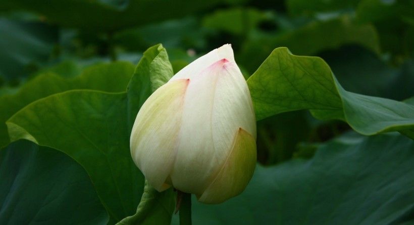  事业|8月开始财运上上签，事业一路高歌，万事不求人的四大生肖