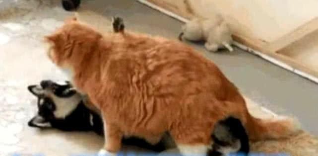  橘猫|二哈作死挑逗橘猫不成，反被橘猫泰山压顶，主人看了笑出了泪花