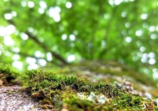 逼格|手机摄影7个高级拍摄技巧,手机一样可以拍出高逼格照片