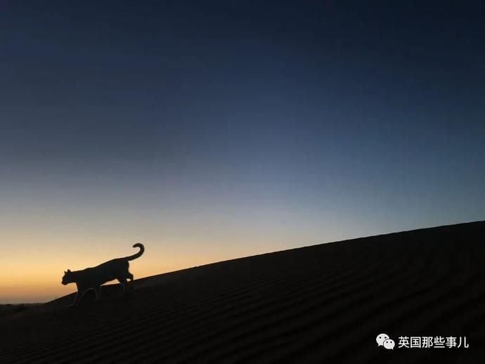  沙漠|霓虹妹子嫁到阿联酋，在5万平米的沙漠＂后院＂里养猫养骆驼?!