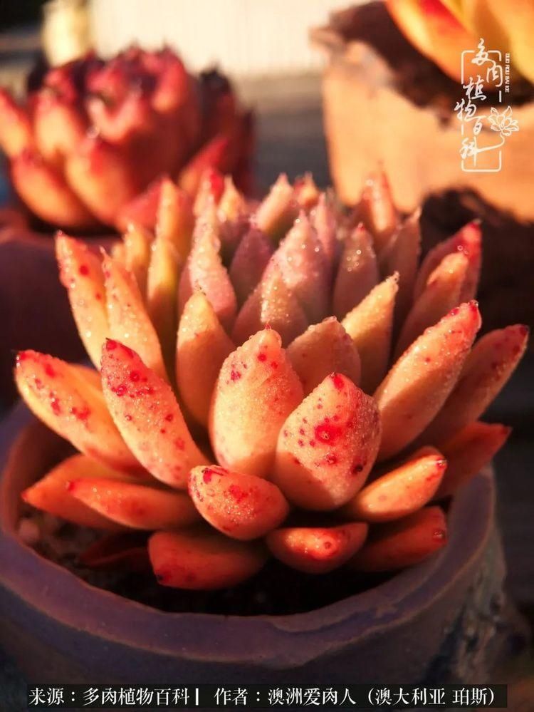 血放|多肉让你把血放，文玩掏空你家当，你要在哪个坑里乘风破浪？