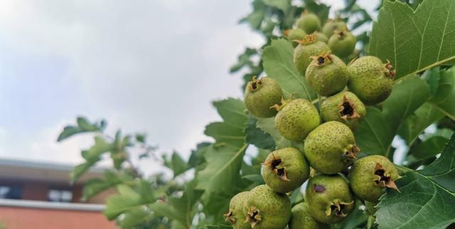 养生|立秋不是秋,但秋季养生是时候开始了