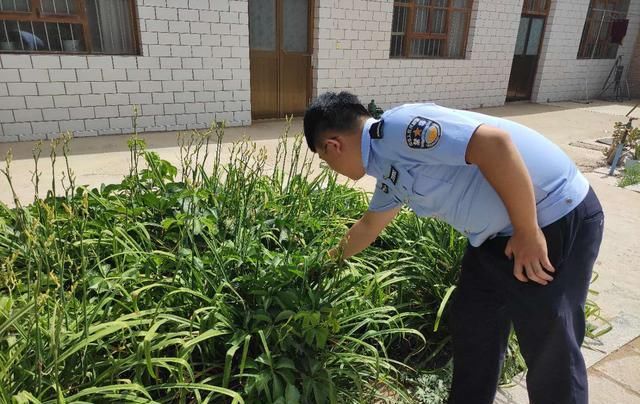 禁种铲毒踏|滨河镇|不漏一户 不放一株