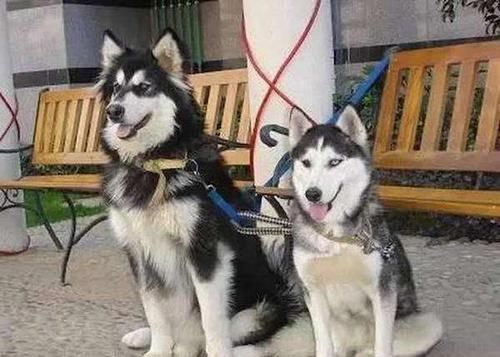 阿拉斯加|阿拉斯加宝宝组团开展「萌攻」圆滚滚模样一下就攻陷人心