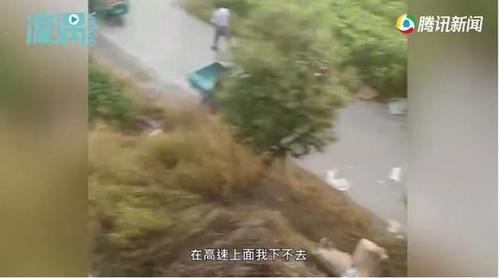  邱先生|10吨猪肉散落一地遭哄抢只剩3吨 货主崩溃拍下无耻一幕