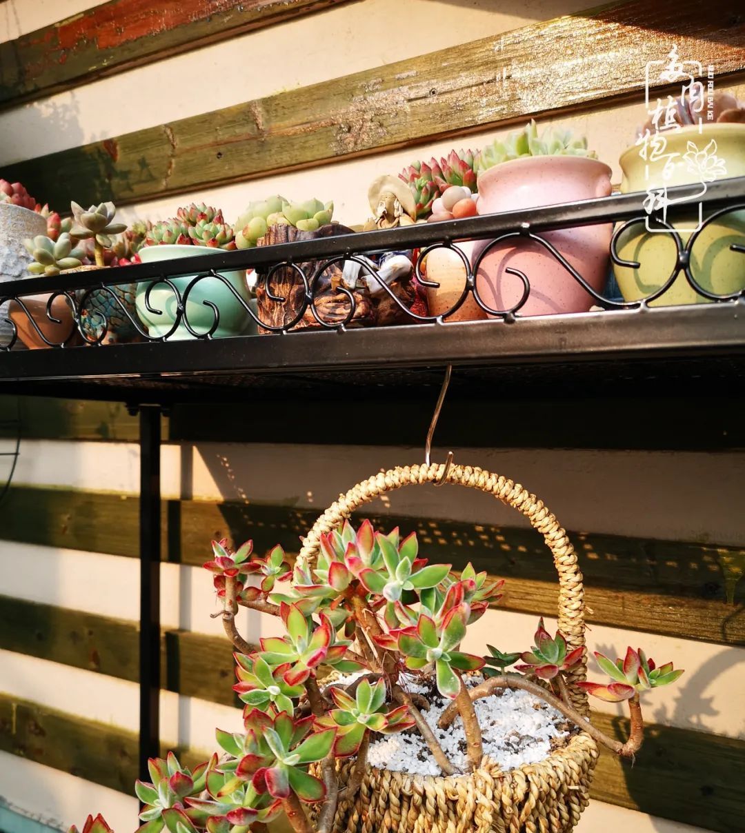  萌化|当粉粉的多肉捧在手心，我体验到了什么叫“萌化了心”