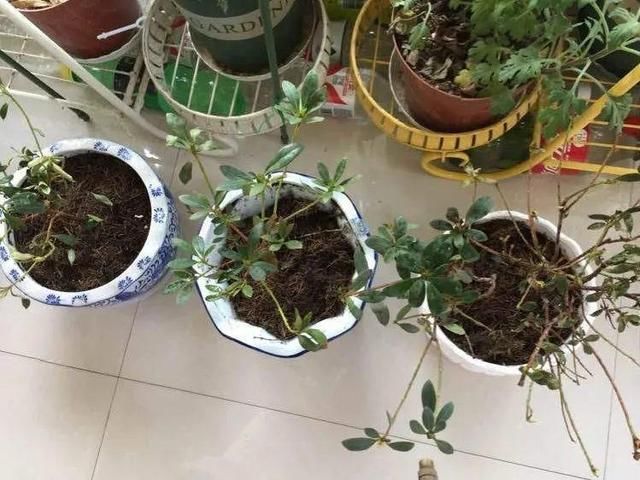  新芽|花养成光杆司令，赶紧这么救，3天冒新芽