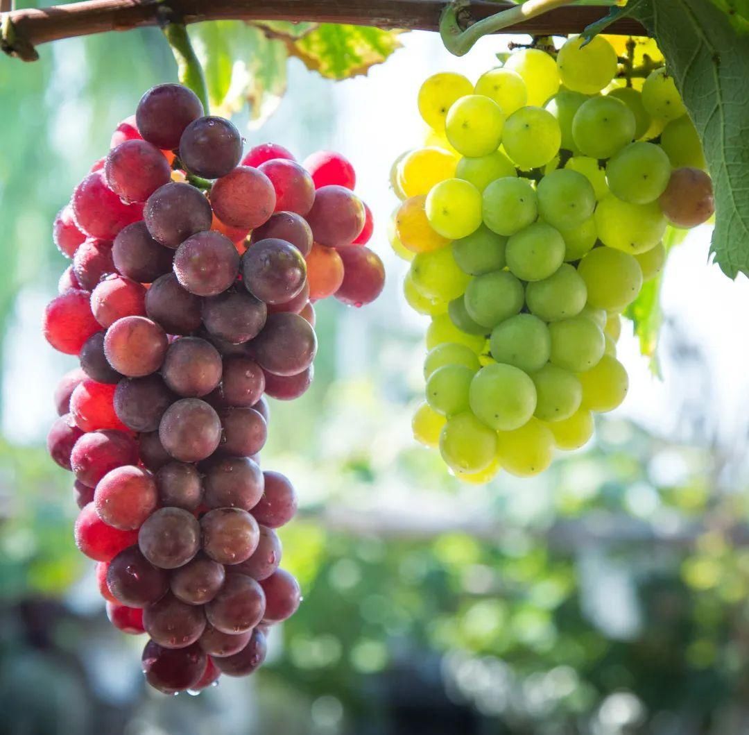  乐享|阿湖镇桃岭葡萄文化节今日开幕，?乐享甜蜜一夏吧