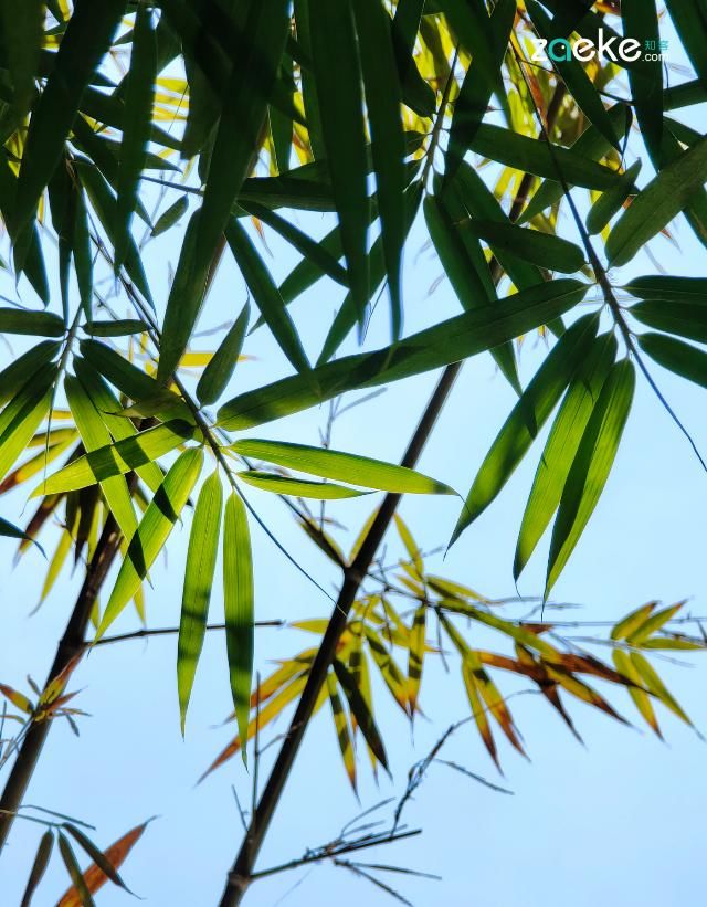  X50|vivo X50 Pro+ 拍照专项评测：强悍如此，堪称炫技