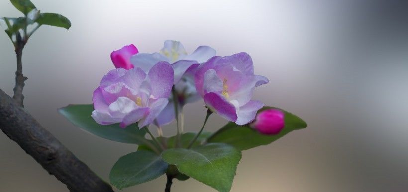  四大|8月开始运势上升，横财进门，富贵如雨的四大属相