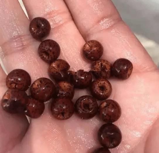  值钱|老星月菩提手串真的很值钱吗？和新料价格相差百倍，成交量说明了一切