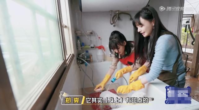  动物|郑爽关爱流浪动物，却将自家宠物送寄养中心，柳岩挽救了她的人设