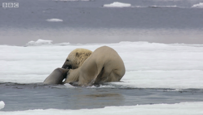  合法|有钱人花上33万，就可以在加拿大合法杀死一只北极熊
