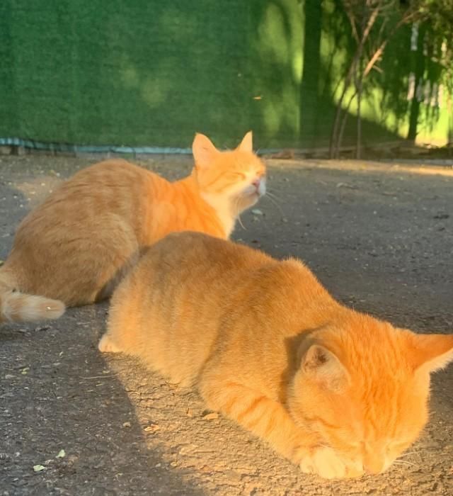 金刚|【看图配话】森林公园小橘猫们，七个金刚葫芦娃