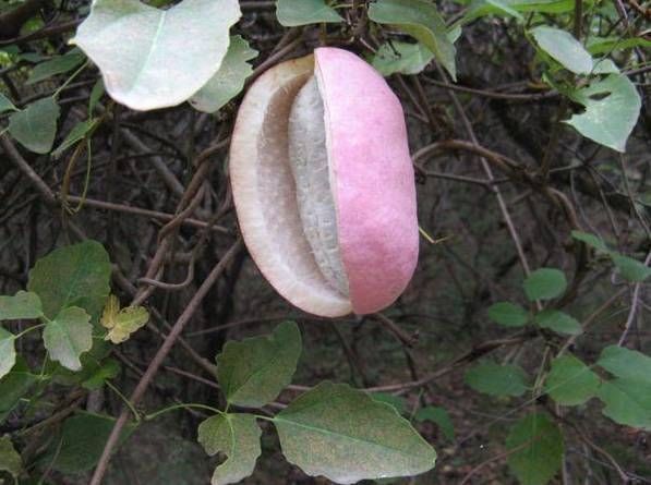 城里人|这种野味叫“土香蕉”,城里人吃不到,农村遍地都是,你吃过吗