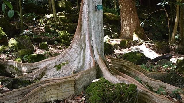  家里|人面子丨小时候爷爷家里的凉果