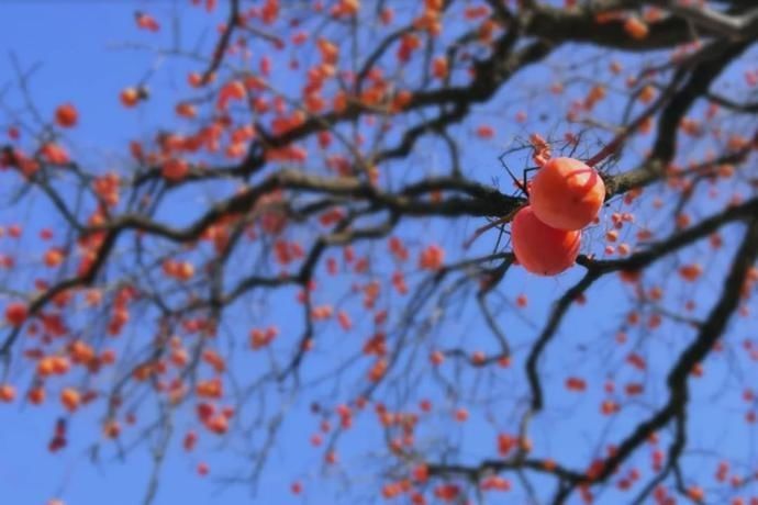 解秋|湖蟹鲜、桂花甜、山果香,解秋馋