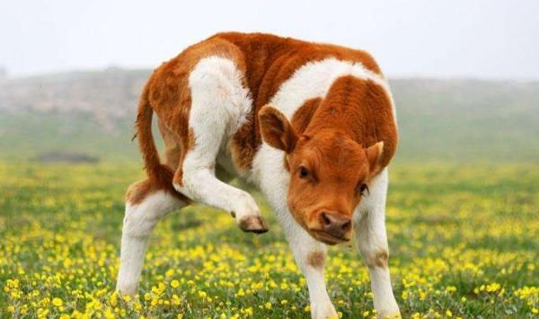  月底|再熬三天，属牛人一辈子最大的贵人来找你了，7月底变“金”牛！